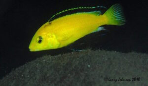 Labidochromis caeruleus 'Lion's Cove'